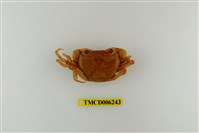 藏品(拉氏清溪蟹)的圖片